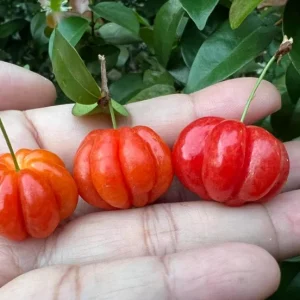 Set of 2 Surinam Cherry Live Plants - Eugenia uniflora - 3-5