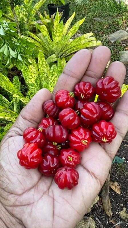 Set of 2 Surinam Cherry Live Plants - Eugenia uniflora - 3-5" Tall - Sweet Tropical Cherry - Image 6