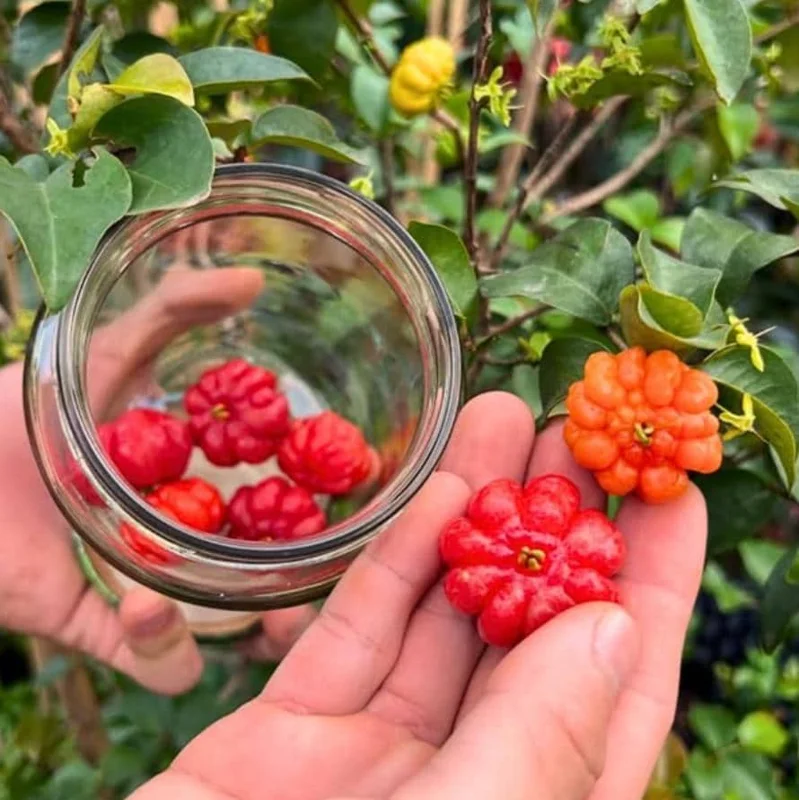 Set of 2 Surinam Cherry Live Plants - Eugenia uniflora - 3-5" Tall - Sweet Tropical Cherry - Image 7