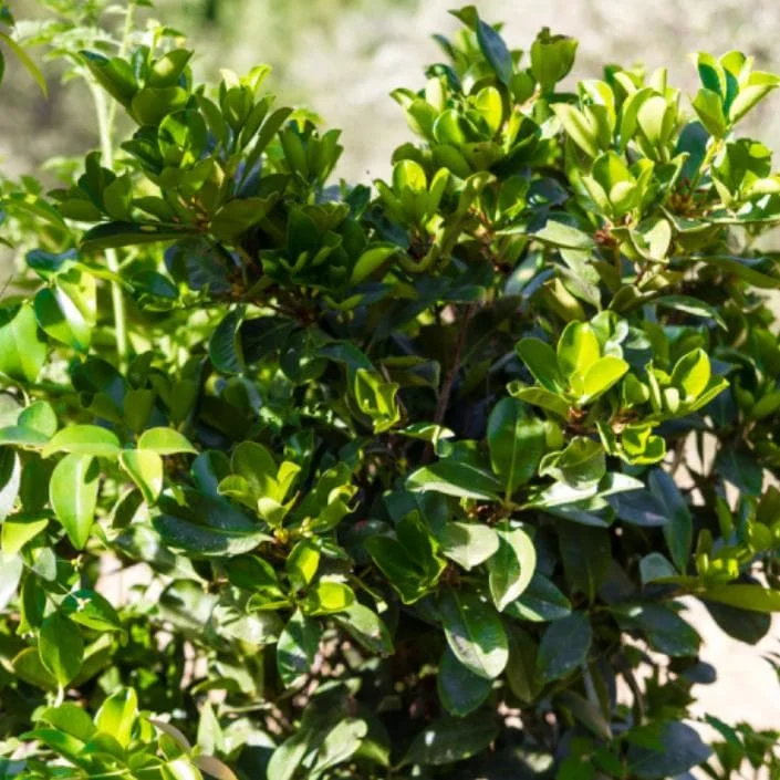 Set of 2 Surinam Cherry Live Plants - Eugenia uniflora - 3-5" Tall - Sweet Tropical Cherry - Image 8