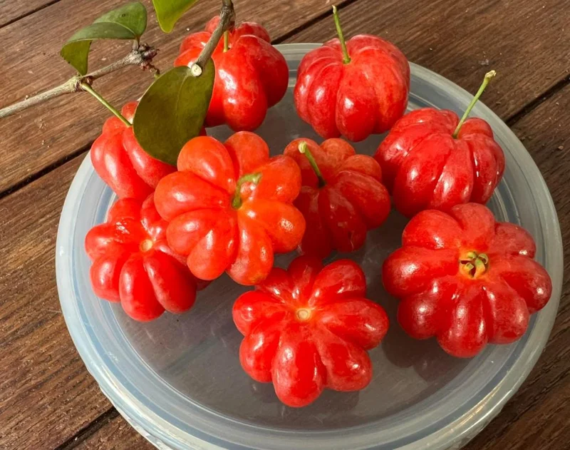 Set of 2 Surinam Cherry Live Plants - Eugenia uniflora - 3-5" Tall - Sweet Tropical Cherry - Image 1