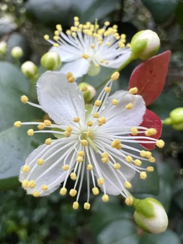 Set of 2 Surinam Cherry Live Plants - Eugenia uniflora - 3-5" Tall - Sweet Tropical Cherry - Image 9