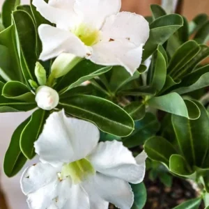 Set of 2 White Desert Rose Live Plants, 4-6" Tall - Adenium obesum - Indoor/Outdoor Succulent - Image 2