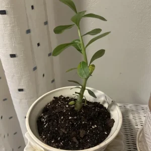 Set of 2 White Desert Rose Live Plants, 4-6