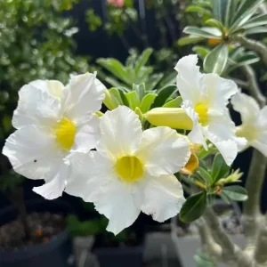 Set of 2 White Desert Rose Live Plants, 4-6" Tall - Adenium obesum - Indoor/Outdoor Succulent - Image 1