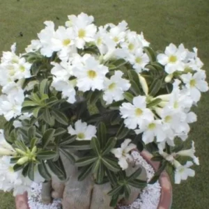 Set of 2 White Desert Rose Live Starter Plant - 3-6" Tall Adenium Obesum Succulent - Image 2