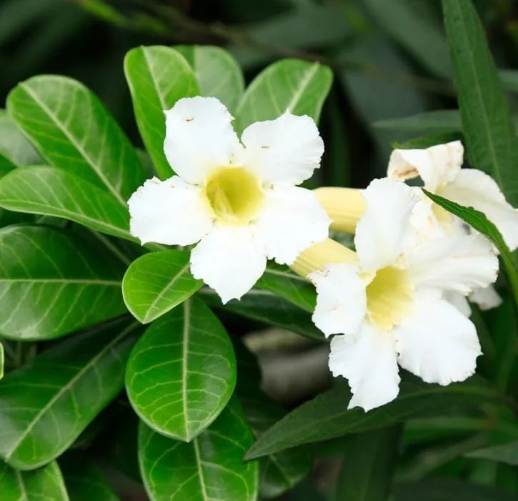 Set of 2 White Desert Rose Live Starter Plant - 3-6" Tall Adenium Obesum Succulent - Image 3