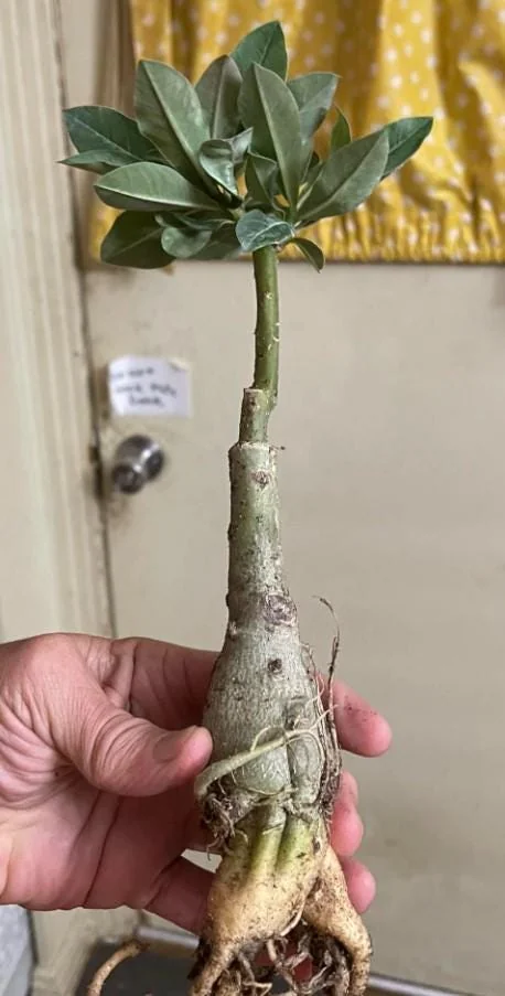 Set of 2 White Desert Rose Live Starter Plant - 3-6" Tall Adenium Obesum Succulent - Image 6