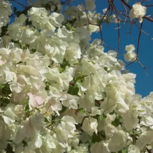 Set of 2 White Key West Bougainvillea Live Plants - 4-6" Tall - Tropical Climbing Plant - Image 2