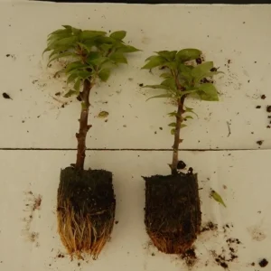 Set of 2 White Key West Bougainvillea Live Plants - 4-6