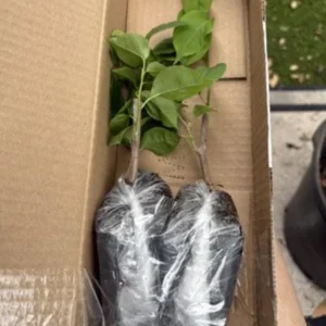 Set of 2 White Key West Bougainvillea Live Plants - 4-6