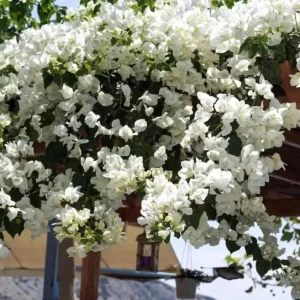 Set of 2 White Key West Bougainvillea Live Plants - 4-6" Tall - Tropical Climbing Plant - Image 1