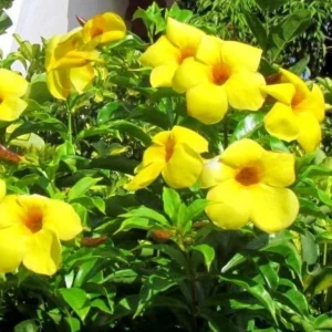 Set of 2 Yellow Mandevilla Starter Plants 4-6" Tall - Tropical Vine - Image 2