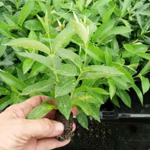 Set of 2 Yellow Mandevilla Starter Plants 4-6