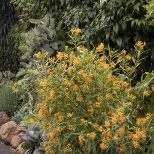 Set of 2 Yellow Milkweed Live Plants - Asclepias perennis - 3-6