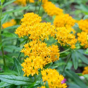 Set of 2 Yellow Milkweed Live Plants - Asclepias perennis - 3-6" Tall - Outdoor Pollinator Flower - Image 2