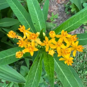 Set of 2 Yellow Milkweed Live Plants - Asclepias perennis - 3-6
