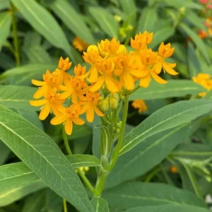 Set of 2 Yellow Milkweed Live Plants - Asclepias perennis - 3-6