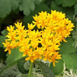 Set of 2 Yellow Milkweed Live Plants - Asclepias perennis - 3-6