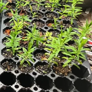 Set of 2 Yellow Milkweed Live Plants - Asclepias perennis - 3-6