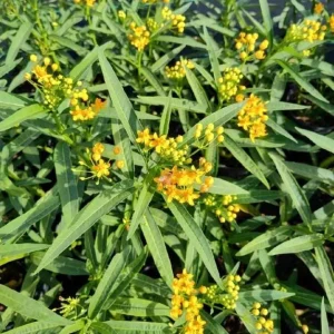 Set of 2 Yellow Milkweed Live Plants - Asclepias perennis - 3-6