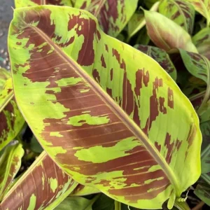 Set of 2 Zebrina Banana Live Plants - Musa Zebrina Ornamental Tropical Plant, 4-6" Tall, Bare Root, Outdoor or Container - Image 2