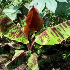 Set of 2 Zebrina Banana Live Plants - Musa Zebrina Ornamental Tropical Plant, 4-6