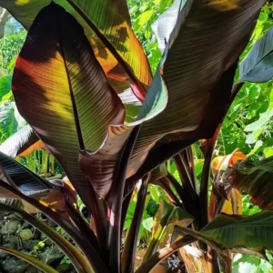 Set of 2 Zebrina Banana Live Plants - Musa Zebrina Ornamental Tropical Plant, 4-6