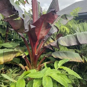 Set of 2 Zebrina Banana Live Plants - Musa Zebrina Ornamental Tropical Plant, 4-6