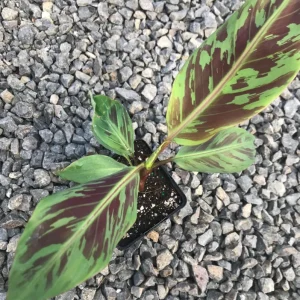 Set of 2 Zebrina Banana Live Plants - Musa Zebrina Ornamental Tropical Plant, 4-6