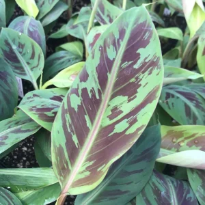 Set of 2 Zebrina Banana Live Plants - Musa Zebrina Ornamental Tropical Plant, 4-6