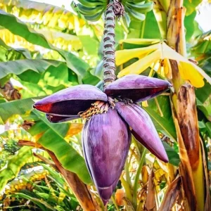 Set of 2 Zebrina Banana Live Plants - Musa Zebrina Ornamental Tropical Plant, 4-6" Tall, Bare Root, Outdoor or Container - Image 1