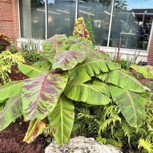 Set of 2 Zebrina Banana Live Plants - Musa Zebrina Ornamental Tropical Plant, 4-6