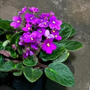 Set of 3 African Violet Live Plants in 4" Grow Pots - Blue, Purple, Pink Indoor Flowering Plants - Image 2