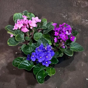Set of 3 African Violet Live Plants in 4" Grow Pots - Blue, Purple, Pink Indoor Flowering Plants - Image 1