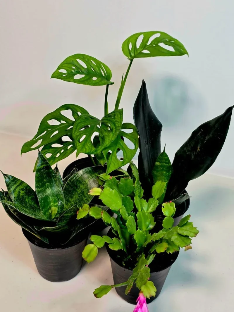 indoor orange plant 3-5 FT (Bigger) Calamondin Bush  Dahing Plants