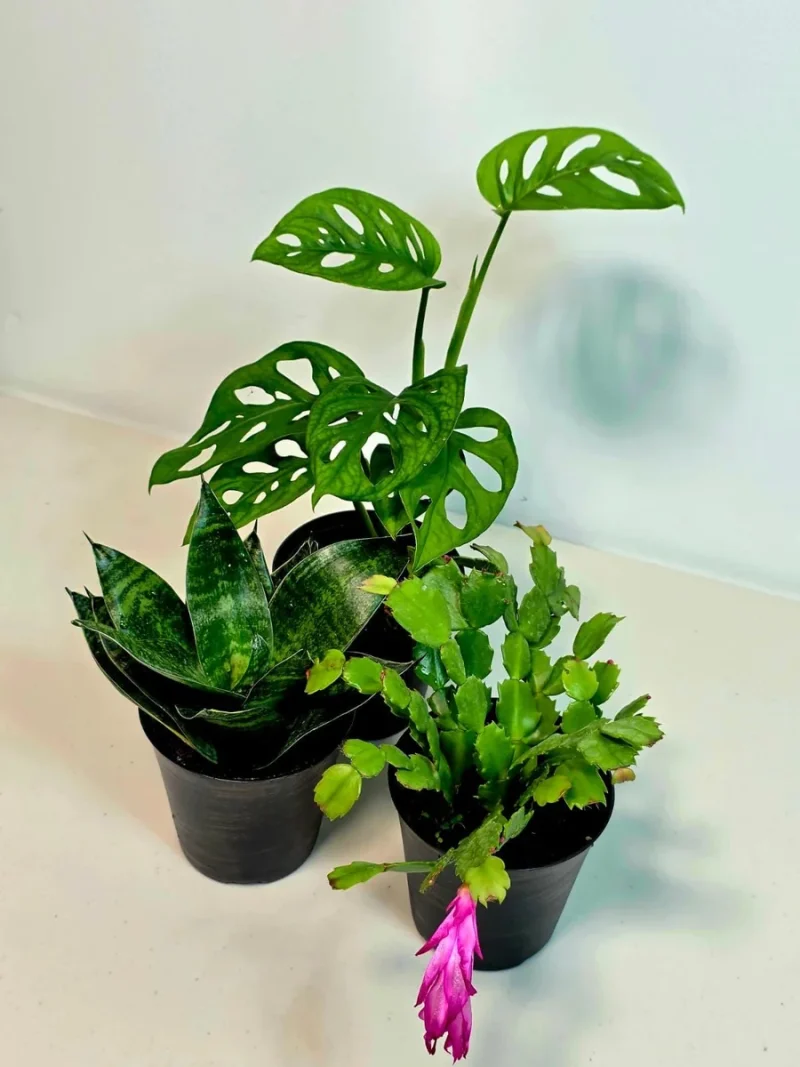 Set of 3 Indoor House Plants in 4" Pots - Easy Care Air Purifying