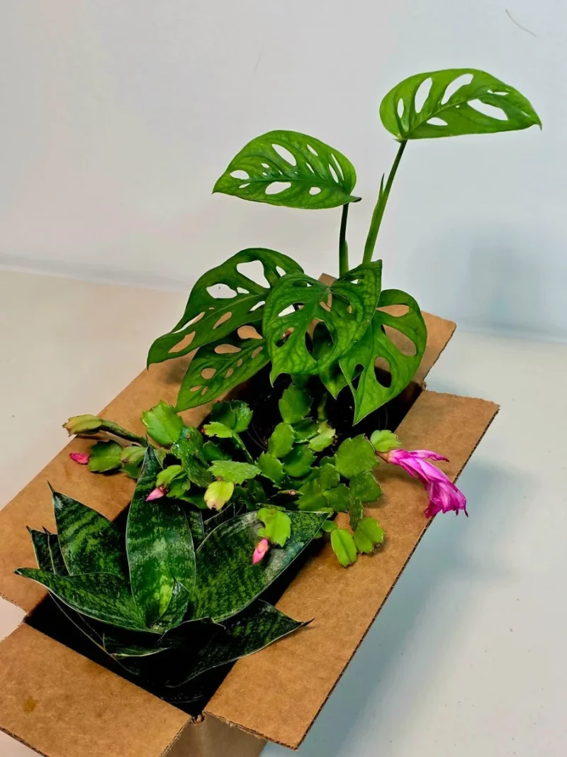 Set of 3 Indoor House Plants in 4" Pots - Easy Care Air Purifying