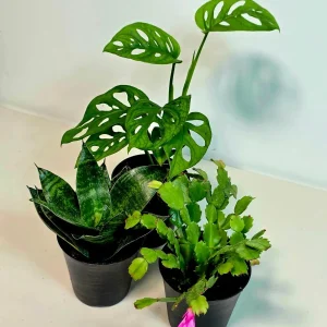Set of 3 Indoor Plants – Assorted Easy Care Houseplants – 4-inch Pot Bundle - Image 4