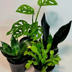 Set of 3 Indoor Plants in 4 inch Pot - Assorted Houseplants Bundle - Pet Safe Live Plants - Image 2