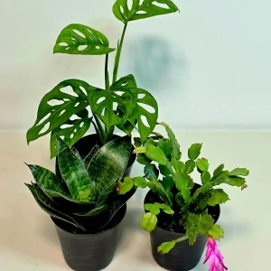 Set of 3 Indoor Plants in 4 inch Pot - Assorted Houseplants Bundle - Pet Safe Live Plants - Image 5