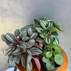 Set of 3 Peperomia Live Plants – Assorted 4 inch Potted Houseplants – Beginner Friendly - Image 2