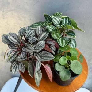 Set of 3 Peperomia Live Plants – Assorted 4 inch Potted Houseplants – Beginner Friendly - Image 1