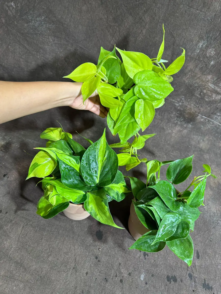 Set of 3 Philodendron Live Plants 4" Nursery Pot - Brazil, Jade, Lemon Lime Indoor Houseplant - Image 2