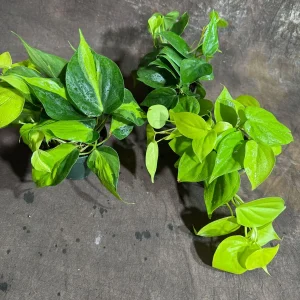 Set of 3 Philodendron Live Plants 4