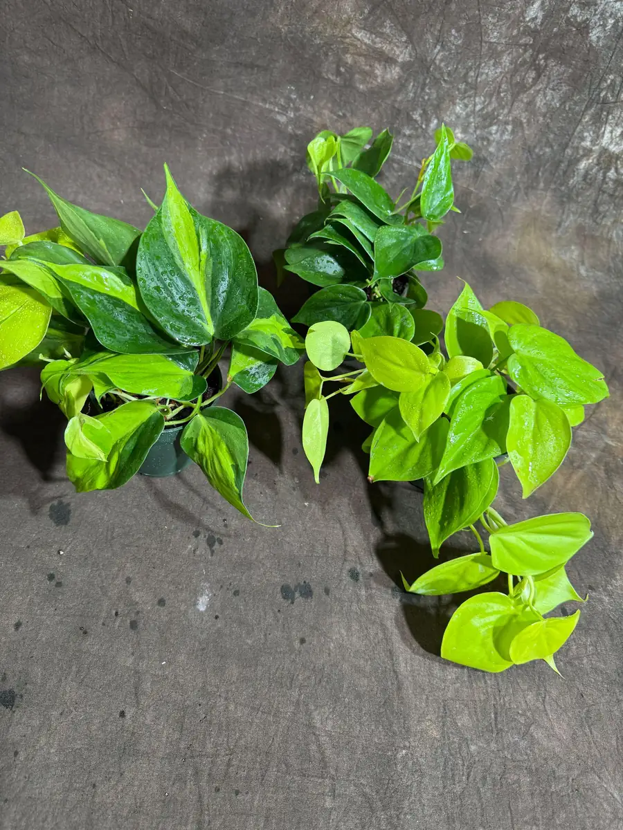Set of 3 Philodendron Live Plants 4" Nursery Pot - Brazil, Jade, Lemon Lime Indoor Houseplant - Image 3