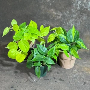 Set of 3 Philodendron Live Plants 4" Nursery Pot - Brazil, Jade, Lemon Lime Indoor Houseplant - Image 1
