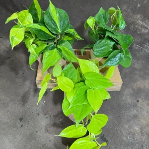 Set of 3 Philodendron Live Plants 4