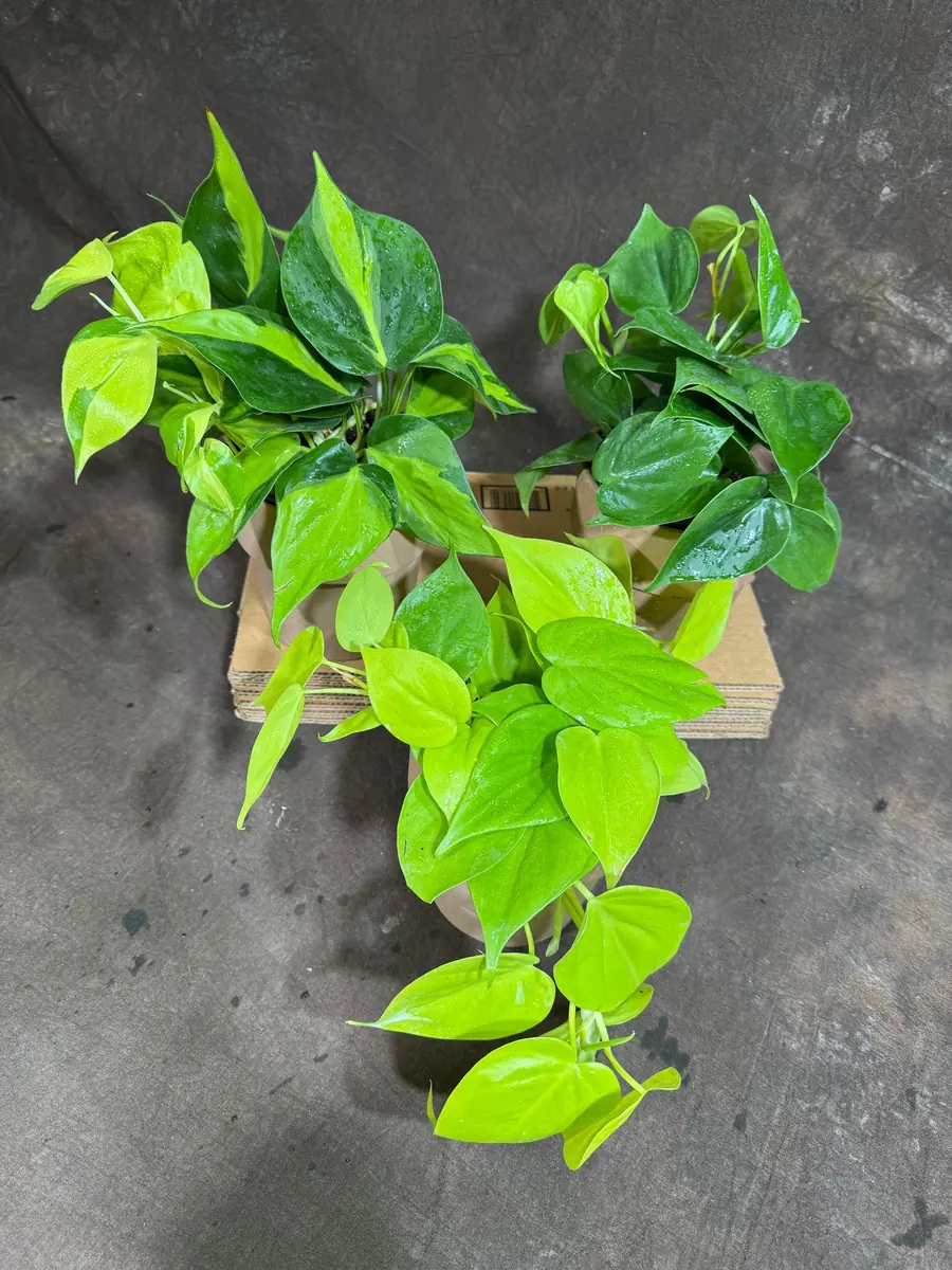 Set of 3 Philodendron Live Plants 4" Nursery Pot - Brazil, Jade, Lemon Lime Indoor Houseplant - Image 4