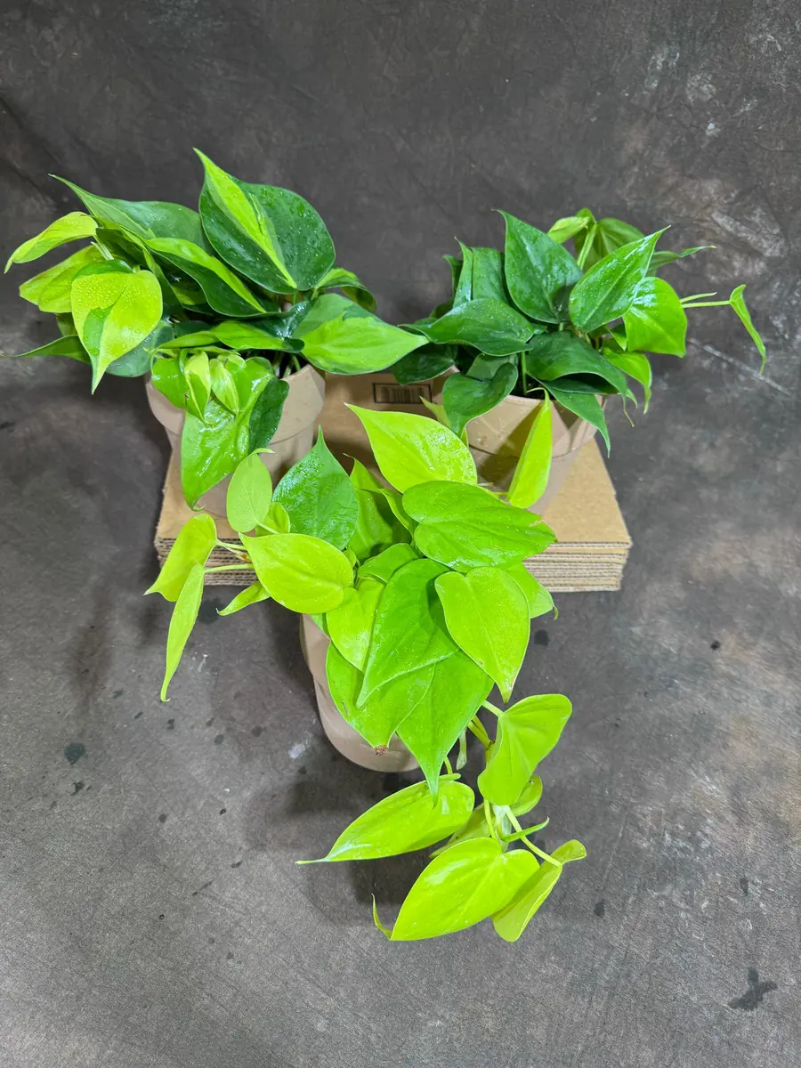 Set of 3 Philodendron Live Plants 4" Nursery Pot - Brazil, Jade, Lemon Lime Indoor Houseplant - Image 5